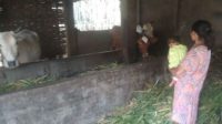 Warga Desa Watugaluh Jombang Geger, Setelah Enam Ekor Sapi Digondol Pencuri