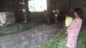 Warga Desa Watugaluh Jombang Geger, Setelah Enam Ekor Sapi Digondol Pencuri