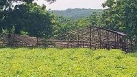 Jarak Terlalu Dekat, Pokphand Keluhkan Pembangunan Kandang Bebek di Jombang