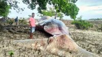 Aneh !!! 18 Hari Terdampar di Aru, Ikan Paus Ukuran 12 Meter Tidak Membusuk