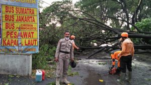 BPBD Bersihkan Pohon Tumbang di Area Terminal Jombang