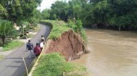 Kondisi Tanggul Kritis Desa Karobelah Jombang