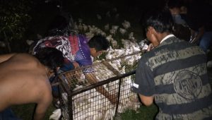Diduga Korsleting Listrik, Kandang Ayam di Jombang Ludes Dilalap Sijago Merah