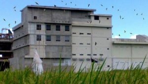 Resahkan Warga, Sarang Burung Walet di Aceh Timur Tak Berijin