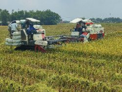 Bupati Jombang Apresiasi Panen Raya Program Kemitraan Hulu Hilir Perlindungan Petani di Desa Kepuhkajang