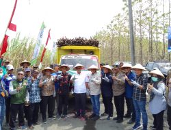 Kementerian Hadiri Panen Perdana Agroforestry Tebu Di Perhutani KPH Jombang
