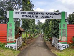 Perumda Perkebunan Panglungan Jilid I: Hutang Kurang Perhitungan