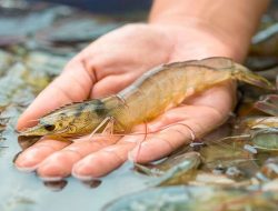 Berbagai Manfaat Makan Udang dan Risikonya untuk Kesehatan