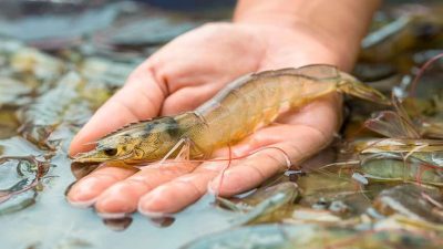 Berbagai Manfaat Makan Udang dan Risikonya untuk Kesehatan