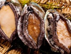 Manfaat Kerang Abalone