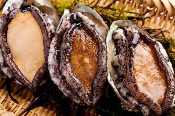 Manfaat Kerang Abalone