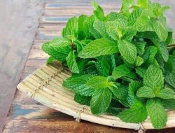 Manfaat Daun Mint untuk Kesehatan