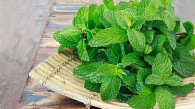 Manfaat Daun Mint untuk Kesehatan