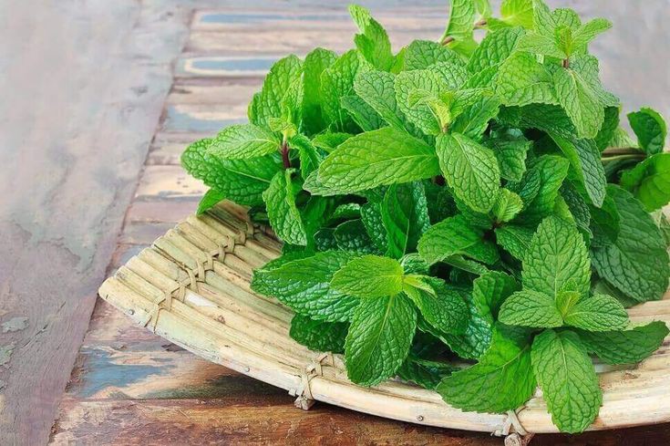 Manfaat Daun Mint untuk Kesehatan