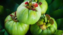 Manfaat Garcinia cambogia bagi Kesehatan