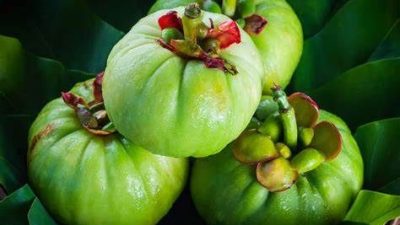 Manfaat Garcinia cambogia bagi Kesehatan