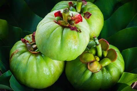 Manfaat Garcinia cambogia bagi Kesehatan