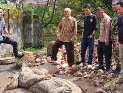 Puluhan Buaya Muara Masuk Pemukiman Warga Cianjur