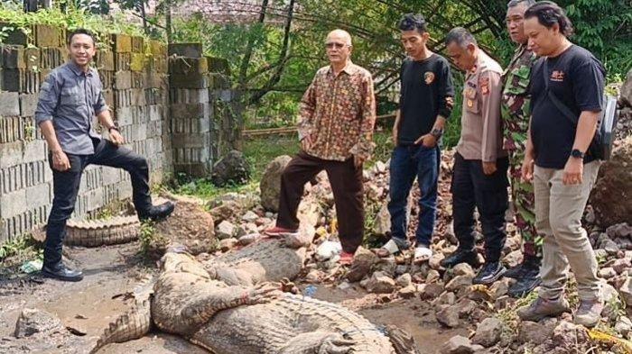 Puluhan Buaya Masuk Pemukiman Warga