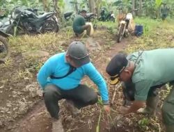 Tanaman Tebu Ilegal Berhasil di Bongkar Petugas Patroli Gabungan Perhutani BKBH Jabung KPH Jombang