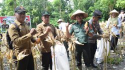 perhutani jombang panen jangung