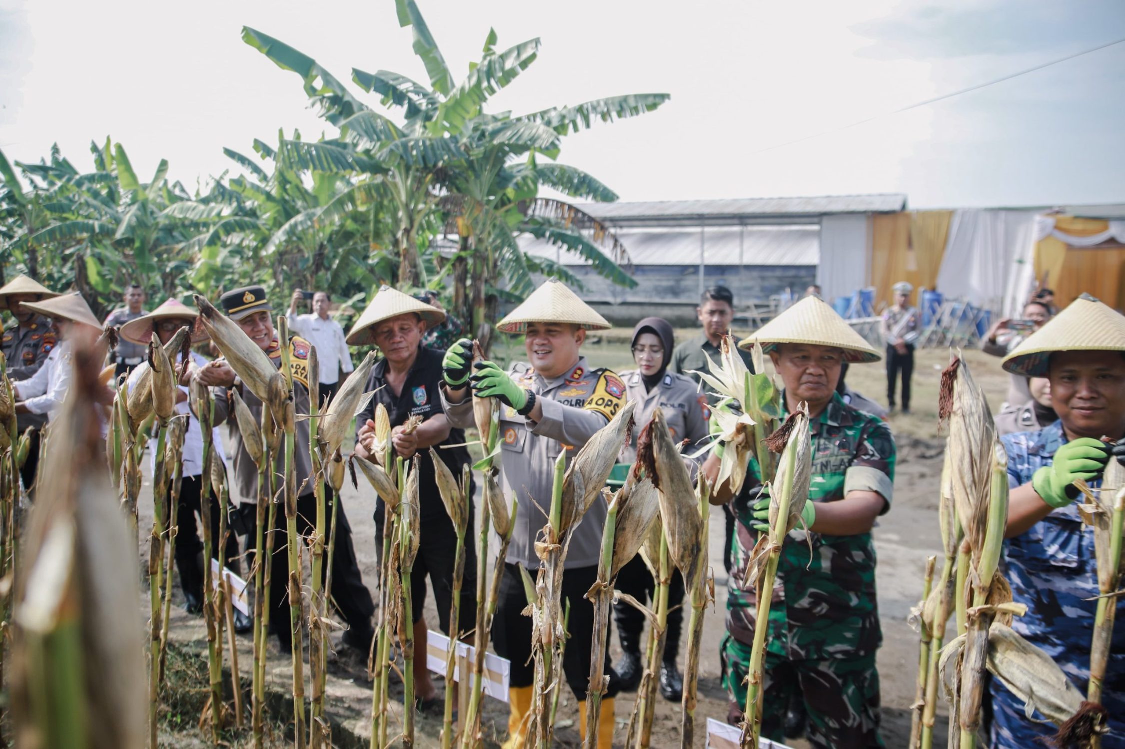 polres jombang panen jagung