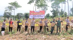 madiun jagung