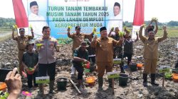 tembakau jombang