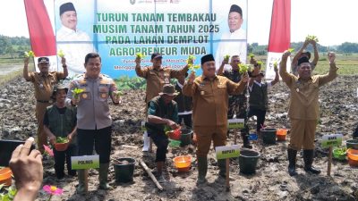 tembakau jombang