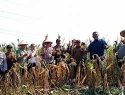 Perhutani KPH Jombang Ikuti Panan Raya Jagung Serentak Kuartal II Virtual Bersama Presiden RI