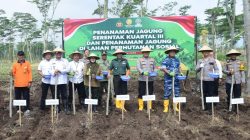 penanaman jagung