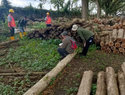 Perhutani Nganjuk Dampingi Cabang Dinas Kehutanan (CDK) Periksa Tebangan D2