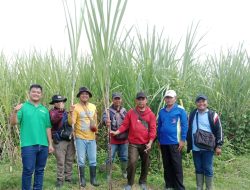 Dukung Swasembada Gula, Perhutani dan PG Rajawali I Survei 304 Hektare Lahan Tebu di Nganjuk