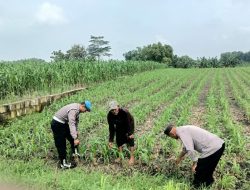 Bhabinkamtibmas Polsek Megaluh Dukung Ketahanan Pangan dengan Kegiatan Pengecekan Pertumbuhan Tanaman Jagung