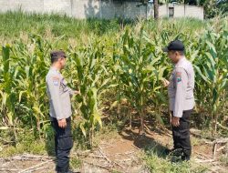 Polisi Mitra Petani, Bhabinkamtibmas Polsek Wonosalam Cek Pertumbuhan Tanaman Jagung