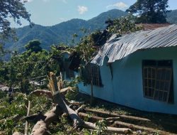 Pohon Kemiri Tumbang Saat Warga Hendak Rapat, Kantor Desa Detuwulu Rusak Parah