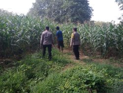Dukung Ketahanan Pangan, Bhabinkamtibmas Desa Kedungjati Sambang Tanaman Jagung Milik Warga Binaan