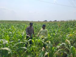 Anggota Polsek Bareng Pantau Tanaman Jagung, Wujud Dukungan Ketahanan Pangan Nasional