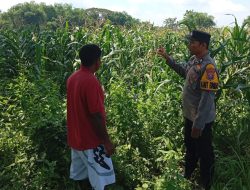 Polsek Kudu Dampingi Petani Jagung, Dukung Program Ketahanan Pangan Nasional