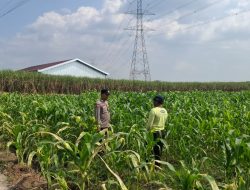Anggota Polsek Bareng Pantau Tanaman Jagung, Wujud Dukungan Ketahanan Pangan Nasional