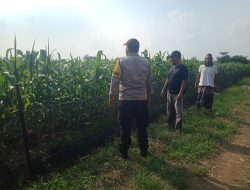 Polisi dan Petani Optimalkan Lahan Jagung untuk Dukung Swasembada Pangan Nasional