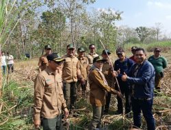 Perkuat Swasembada Gula, Perhutani Nganjuk dan PG Rajawali I Kolaborasi Panen Tebu ATM