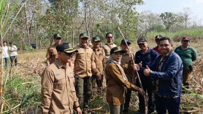 Perkuat Swasembada Gula, Perhutani Nganjuk dan PG Rajawali I Kolaborasi Panen Tebu ATM