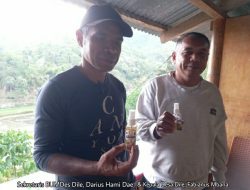 Inovasi Desa Dile, Detusoko: BUMDES Mulai Produksi Minyak Kemiri untuk Dongkrak Ekonomi Lokal