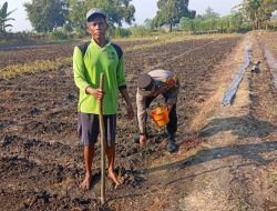 Polsek Kudu Lakukan Pendampingan Penanaman Benih Jagung Bantuan Dinas Pertanian melalui Polres Jombang